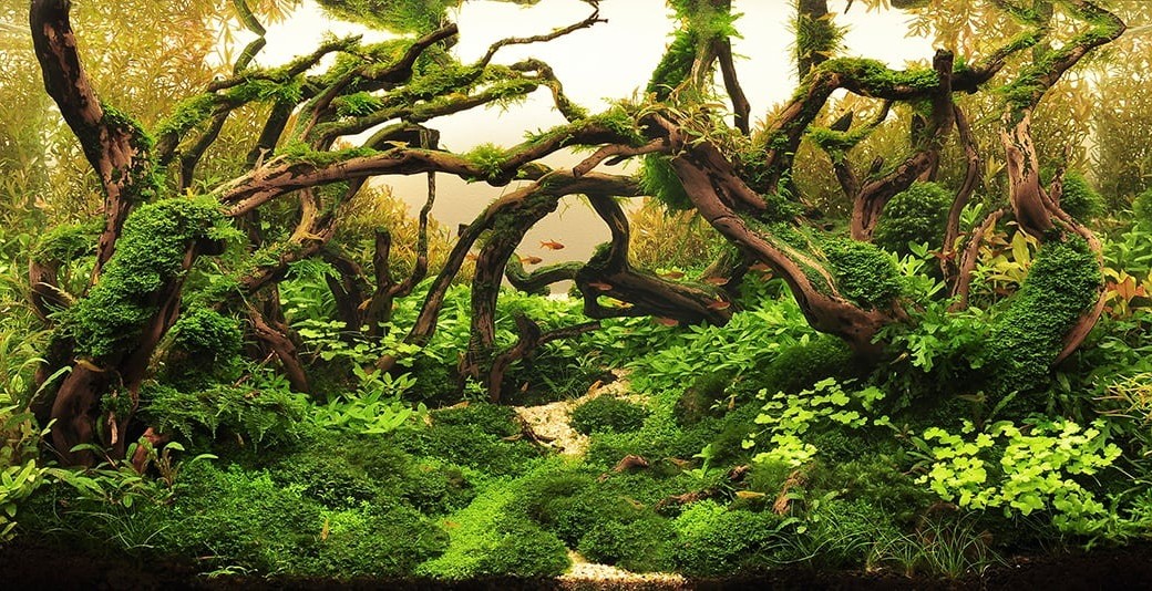 Multi-branch driftwood for layered layouts