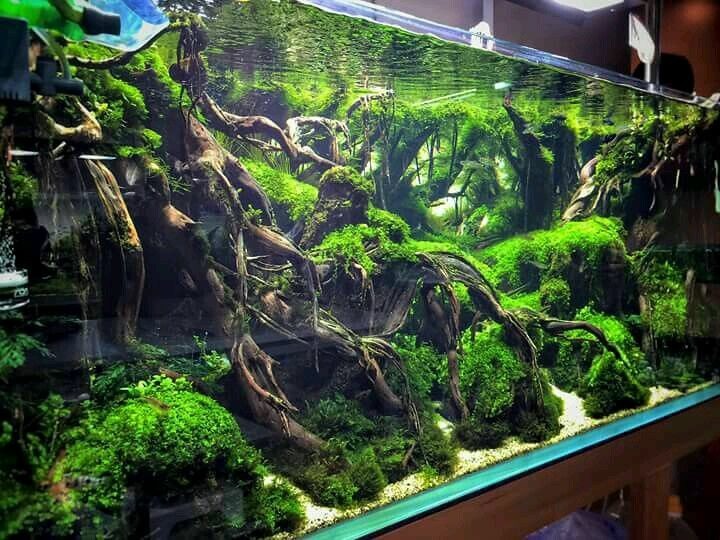 Root-style driftwood in aquascaping