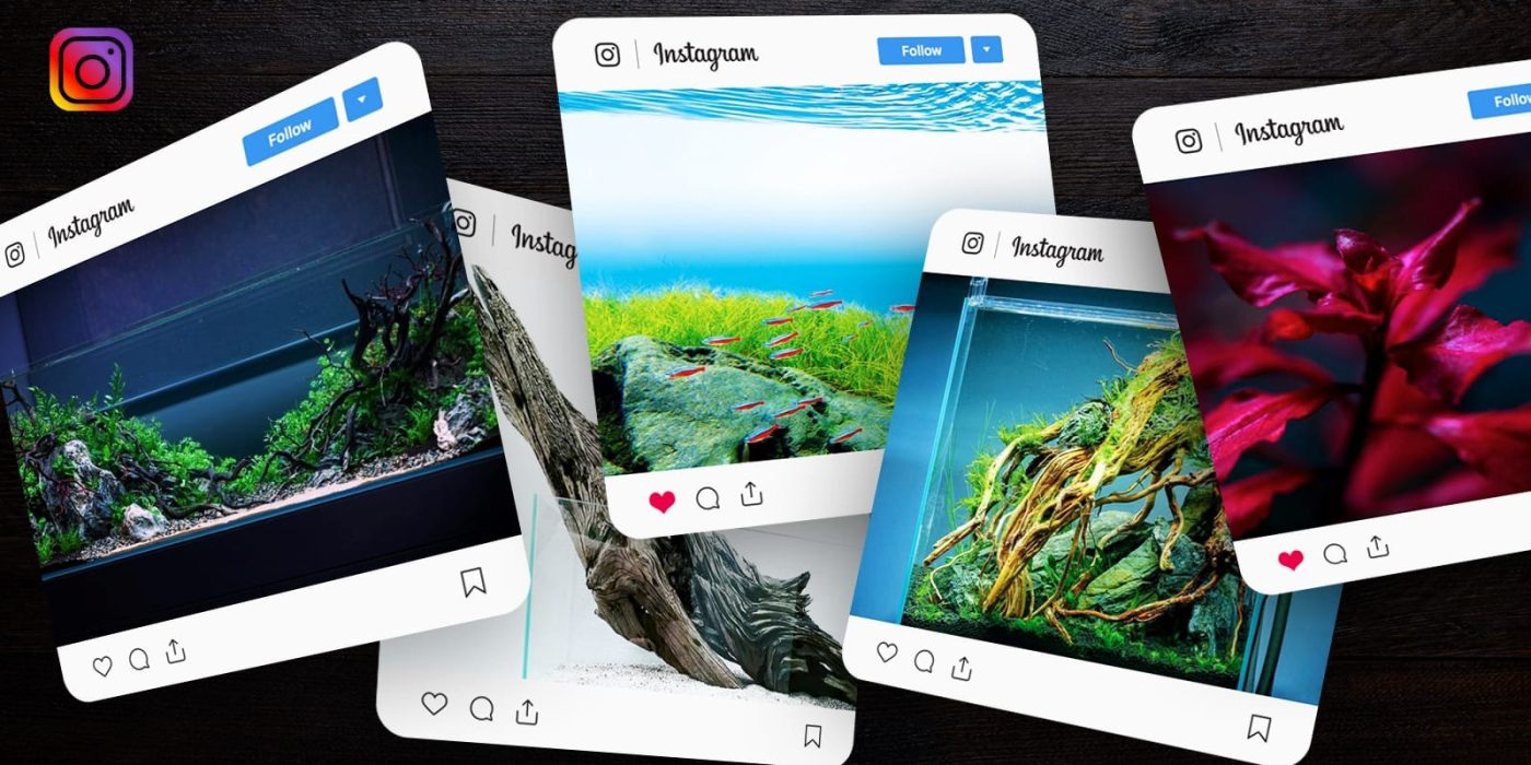 Social media influence on aquascaping aesthetic
