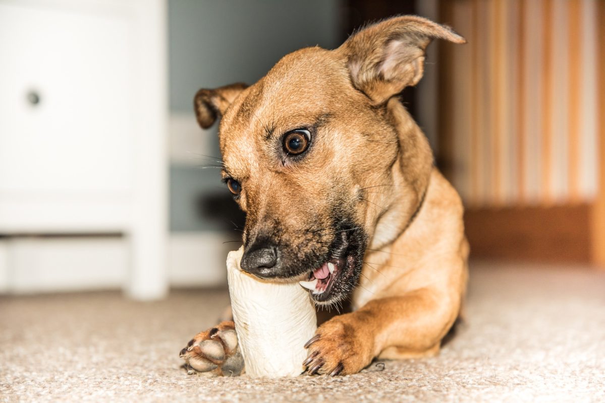 Limit and supervise chewing sessions to protect dogs' dental health