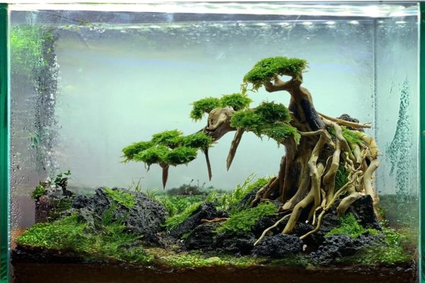 bonsai driftwood aquascape