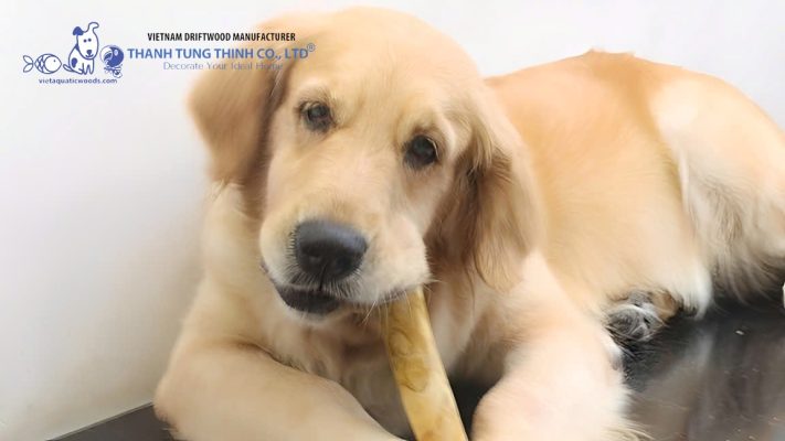 are coffee wood chews safe for dogs