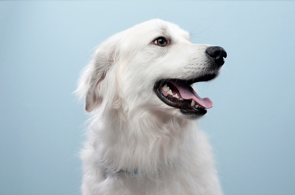 Coffee wood chews support dogs' dental health