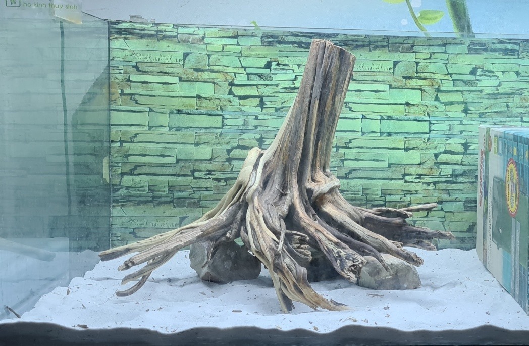 Large natural driftwood in a aquascaping tank
