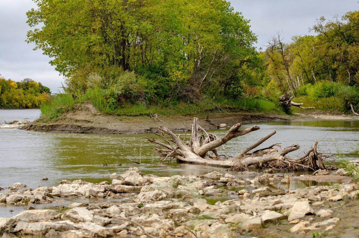 Driftwood by the river