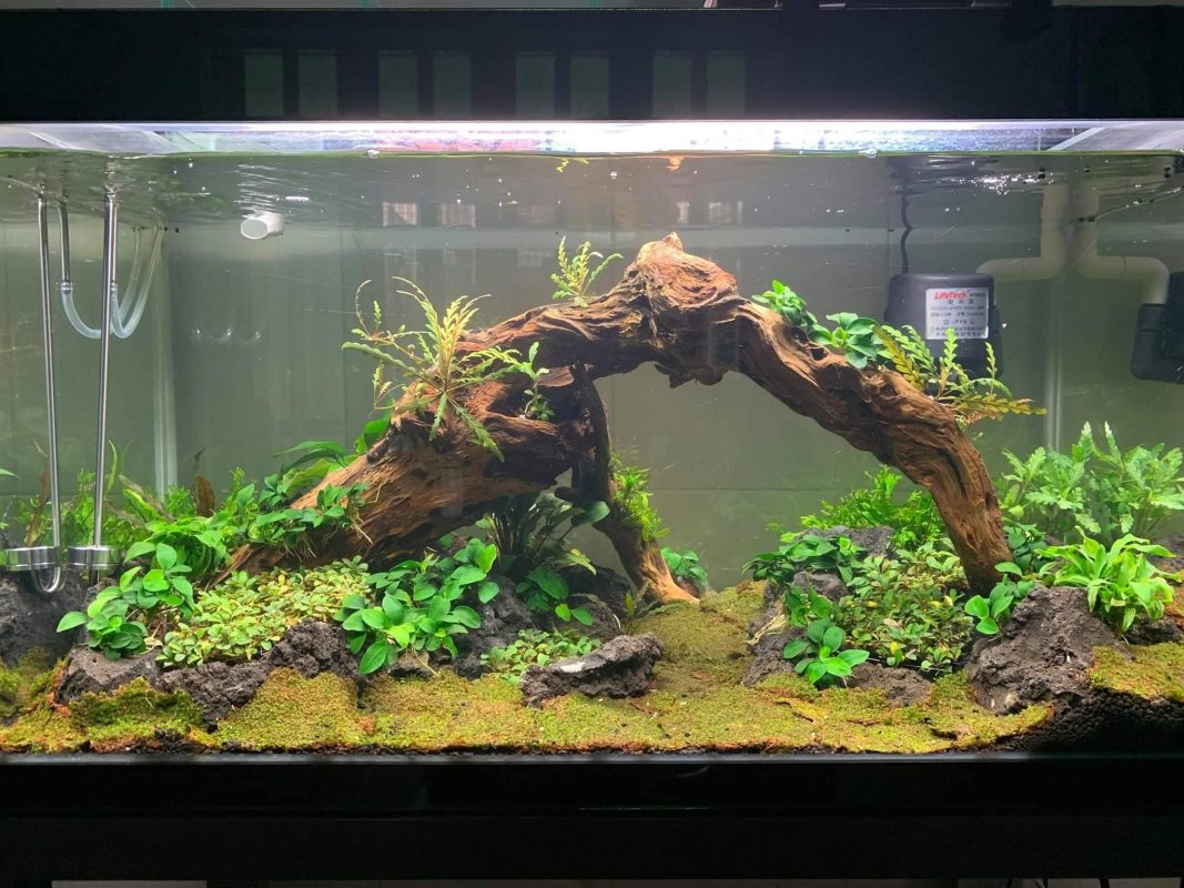 aquarium driftwood for sale