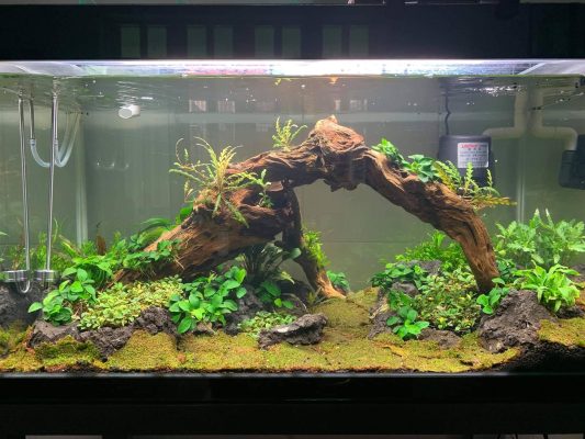aquarium driftwood for sale