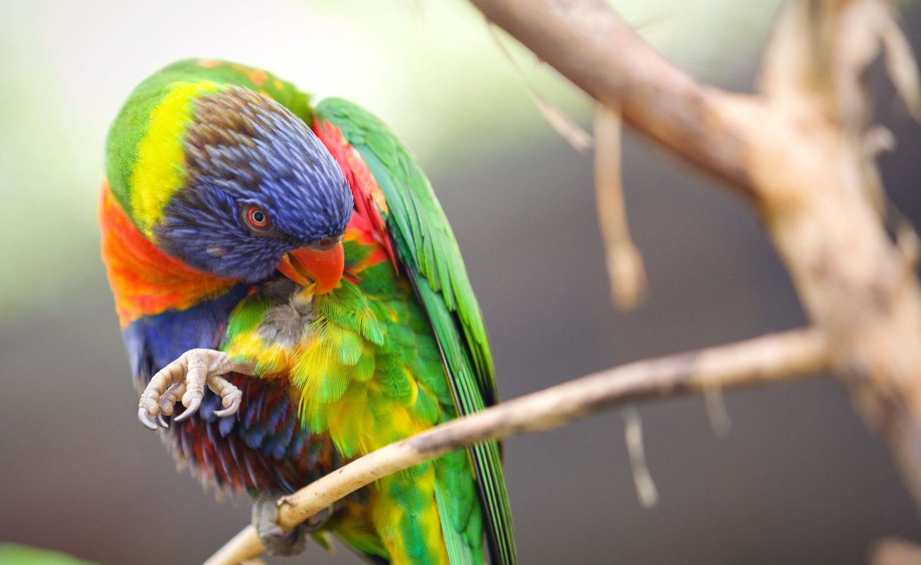 Birds can practice instinctual behaviors like climbing and foraging