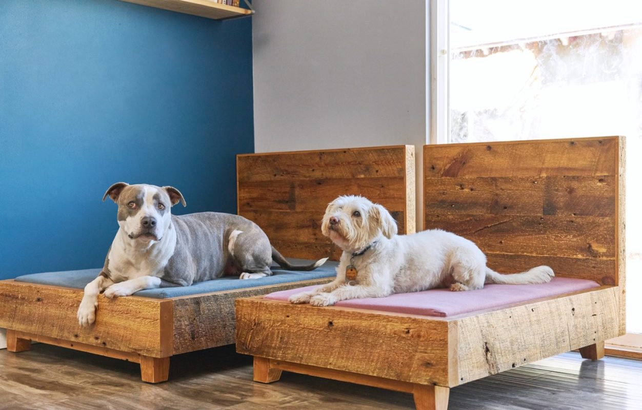 eco-friendly pet products