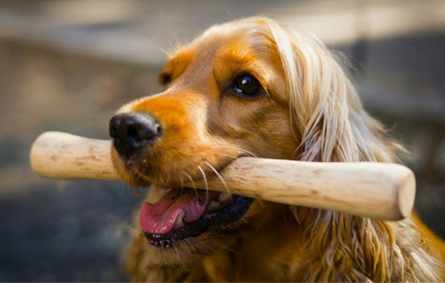 sustainable pet products wholesale