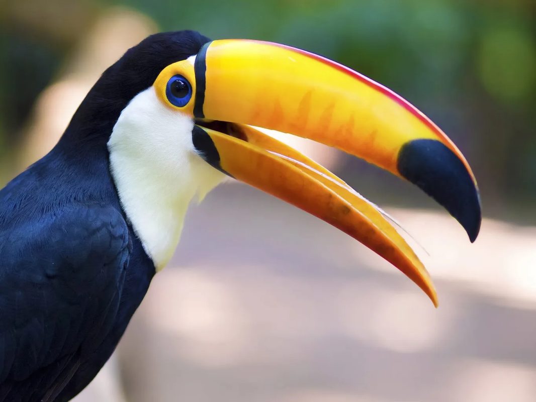 Java wood branches naturally help maintain healthy beaks and claws