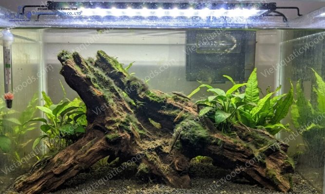 Green algae growth in a Driftwood Algae Problem Aquarium