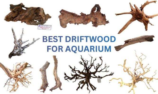 Best Driftwood for Aquarium (2026): Top 13 Types Reviewed for Stunning Aquascapes