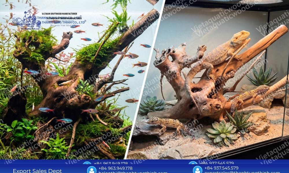 Premium Kimchi Driftwood Wholesale Supplier for Pet and Aquarium Industry