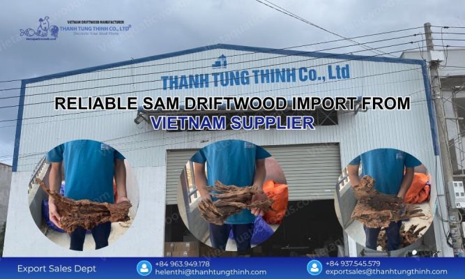 Reliable Sam Driftwood Import from Vietnam Supplier