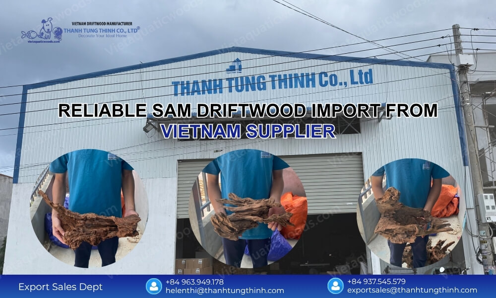 Reliable Sam Driftwood Import from Vietnam Supplier