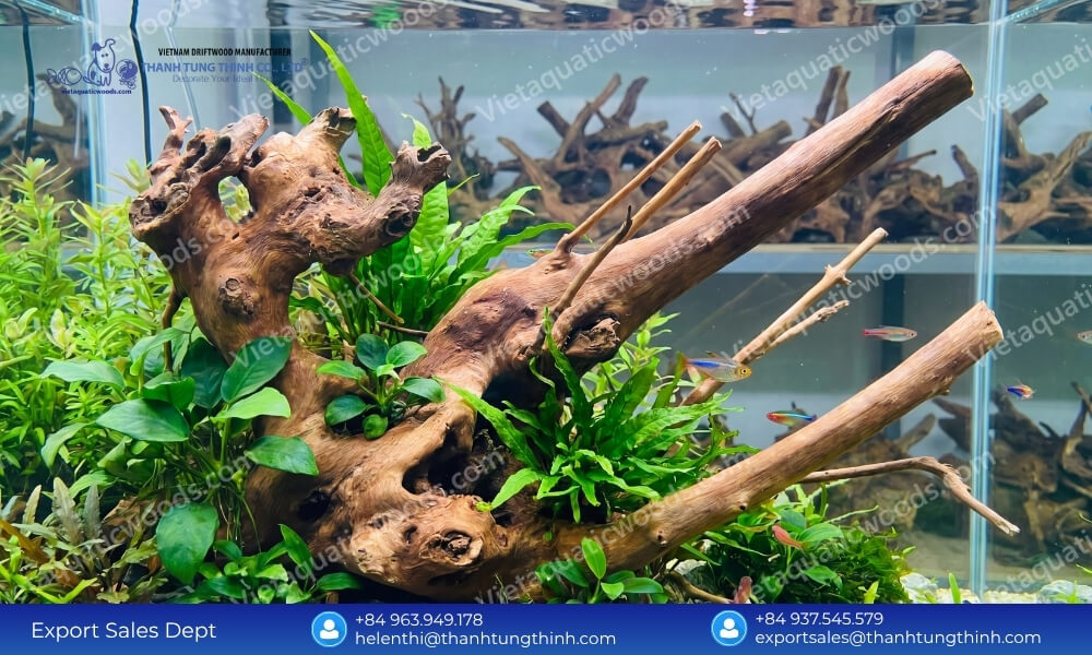 Safe Aquascaping: Kimchi Driftwood Bulk Supplier for Aquarium Retailers