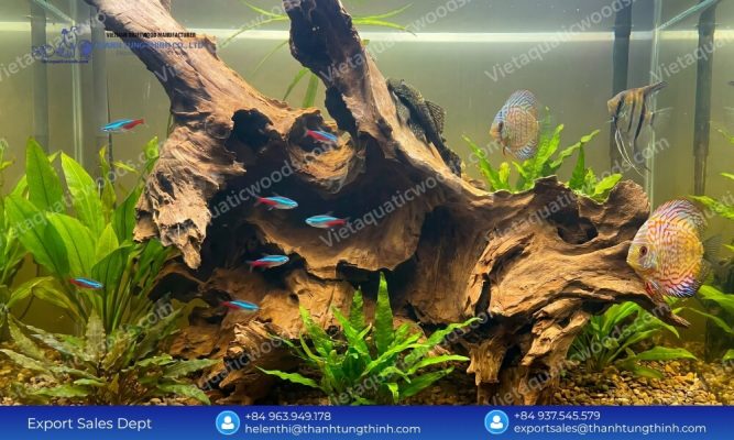 Why We Are the Ultimate Sam Driftwood Supplier for Aquarium Lovers