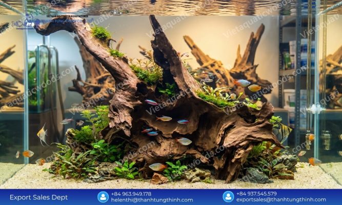 curated masterpieces the ultimate sam driftwood for Aquascaping wholesale selection