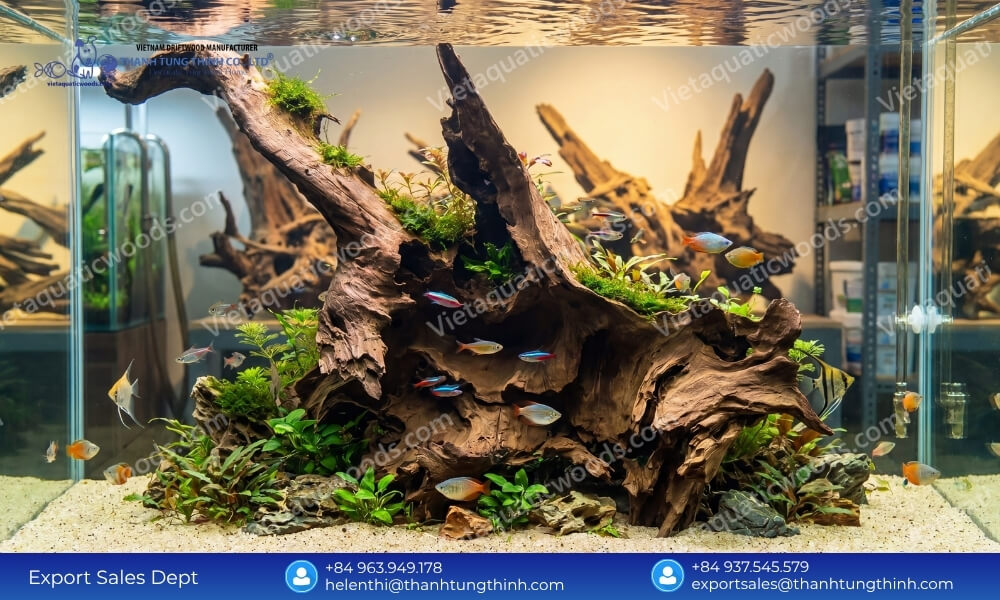 curated masterpieces the ultimate sam driftwood for Aquascaping wholesale selection