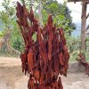 Huge Red Driftwood