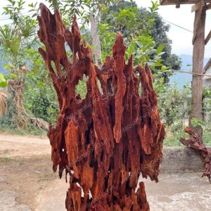 Huge Red Driftwood