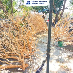 Premium Manzanita Woods for Aquascape - Multiple Sizes - Factory Direct