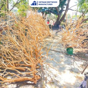 Premium Manzanita Woods for Aquascape - Multiple Sizes - Factory Direct