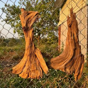 Red Mangrove Driftwood | 01