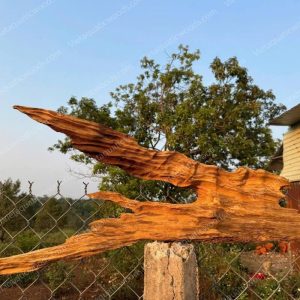 Red Mangrove Driftwood | 02