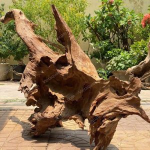 Red Mangrove Driftwood | 03