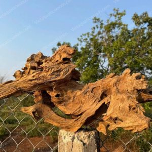 Red Mangrove Driftwood | 04