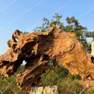 Red Mangrove Driftwood | 05