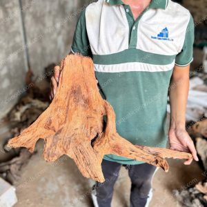 Red Mangrove Driftwood | 07