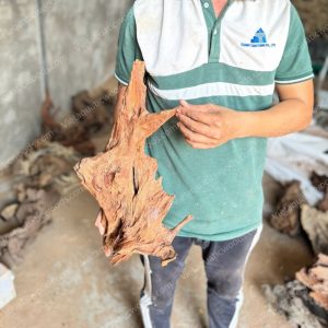 Red Mangrove Driftwood | 08