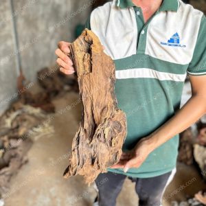 Red Mangrove Driftwood | 09