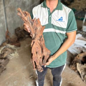 Red Mangrove Driftwood | 10