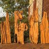 Red Mangrove Driftwood