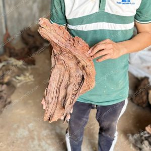 Red Mangrove Driftwood | 11