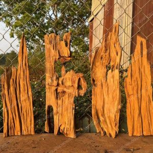 Red Mangrove Driftwood