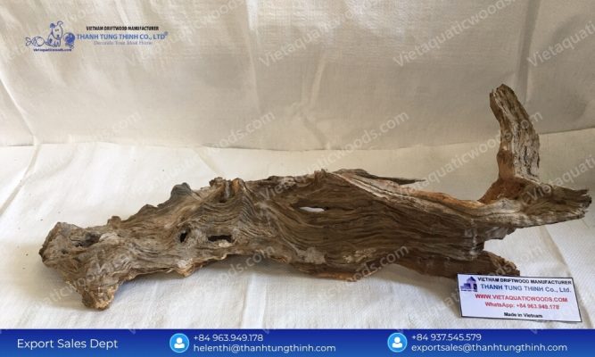 Chemical Free Sanda Driftwood for Aquariums Endless Stocks Pure Shapes