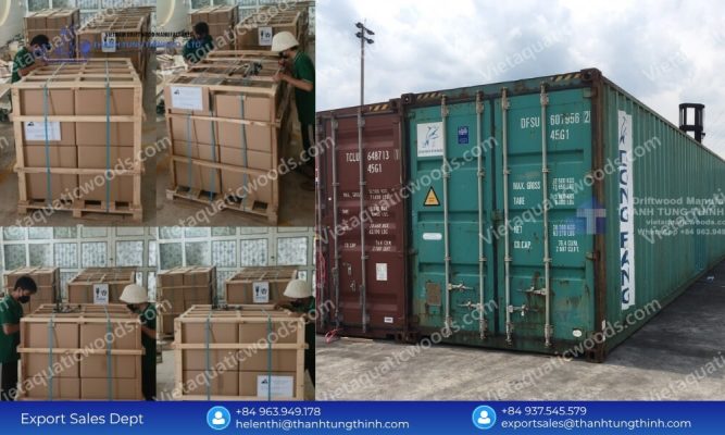 Global Sanda Driftwood Exporter: Safe Palletized Worldwide Delivery