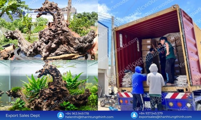 Kimchi Driftwood for Aquarium Decoration Bulk Sourcing: Direct Factory Rates