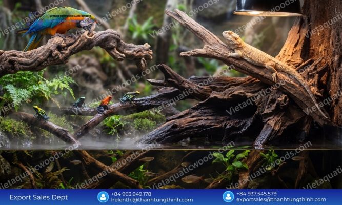 Kimchi Driftwood for Pet Industry Wholesale: 100% Organic Stock