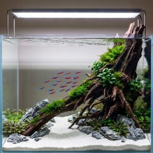 Natural Driftwoods