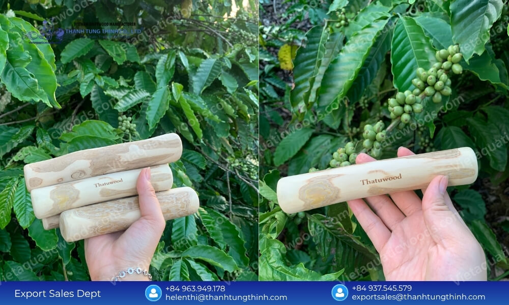Hand holding custom laser engraved organic coffee wood chews wholesale sticks next to a vibrant green coffee plant with beans