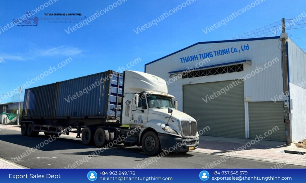 Phytosanitary Export Quality Kimchi Driftwood Supplier for Bulk Orders