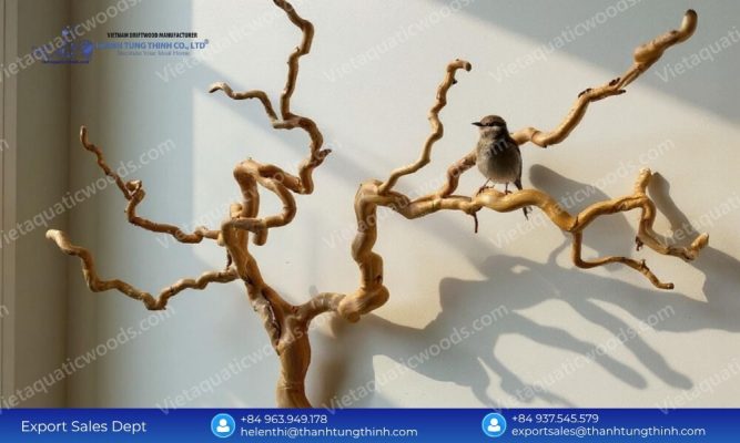 A small bird sitting on a highly textured and twisted wall-mounted coffee wood bird perch