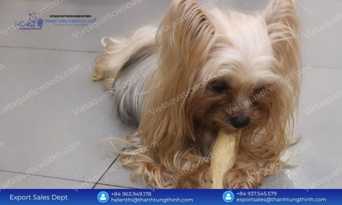 A small Yorkshire Terrier happily biting a natural coffee wood dog chew small toy on the floor