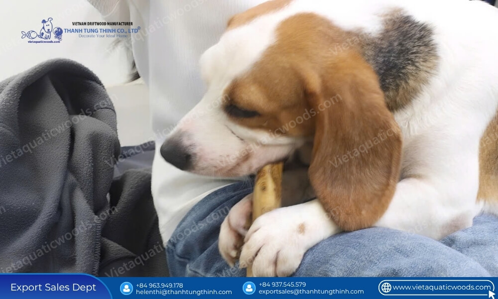 Are Coffee Wood Chews Safe for Dogs? The Hidden Truths to Avoid